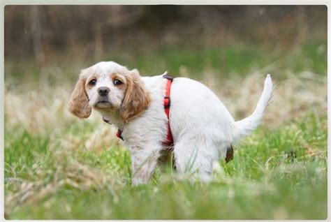 Small White Worms In Dog Poop: Causes, Symptoms, And Treatment - Petsmartgo