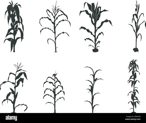 Corn stalk silhouette, Corn tree svg, Corn Svg, Corn stalk vector Stock ...