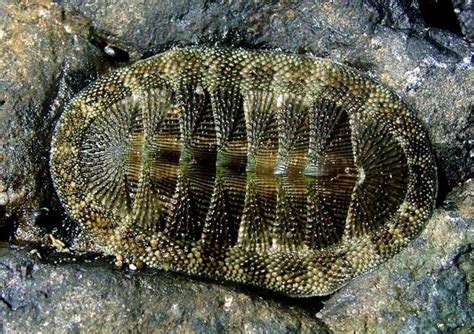 Chiton - Mollusca