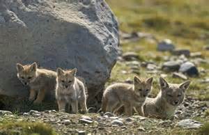 Culpeo (Lycalopex culpaeus) parent with litter of pups outside its den ...