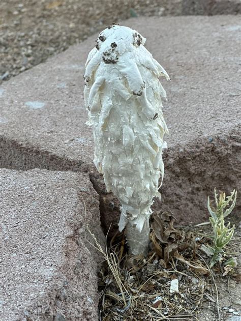 Mojave Desert : r/mycology