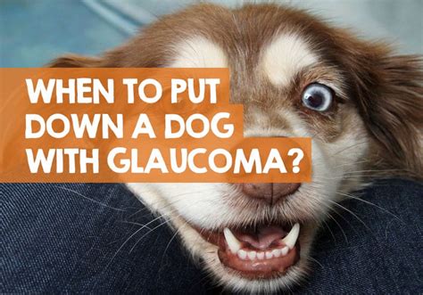 When to Put Down a Dog with Glaucoma? (Personal Experience)