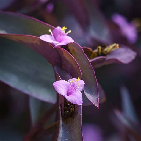 Quick Purple Heart Plant Care Tips | Troys Tropics