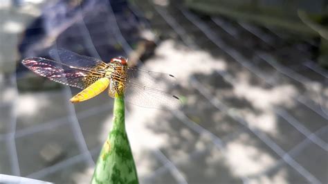 Dragonflies- Most Successful Predator In Animal Kingdom - YouTube