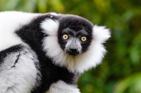 How are Lemurs and Madagascar Unique? – Lemur Conservation Network