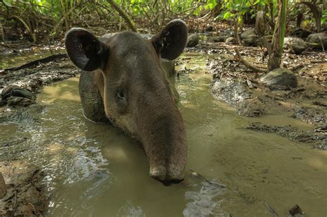 Baird's Tapir In Mud Wallow, Corcovado National Park, Costa Rica ...