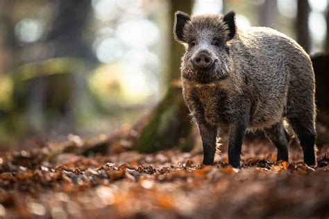 Wild Hogs in Michigan: How Many Are There and What Can Be Done About ...