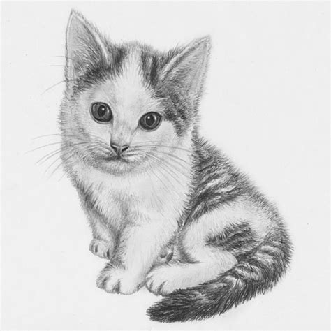 Cool Easy Realistic Animal Drawings - bmp-central