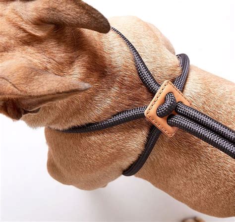 A luxurious range of handmade pet accessories that fuses functionality ...