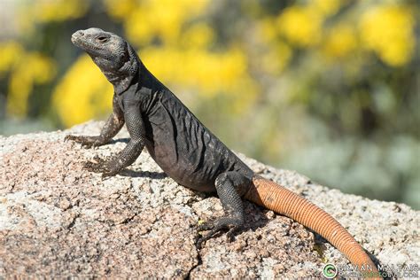 Carrot Tail Chuckwalla