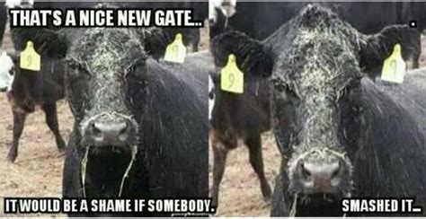 A nice new gate... | Cows funny, Farm humor, Funny animal jokes