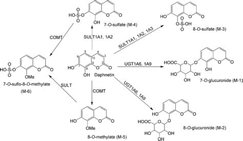 Methylation, Glucuronidation, and Sulfonation of Daphnetin in Human ...