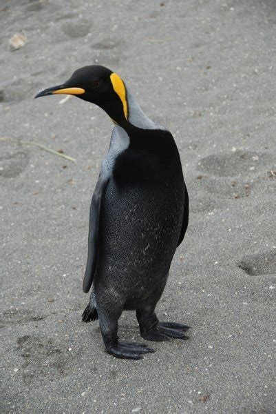 Rare 'All Black' King Penguin Spotted In the Antarctica Kids News Article