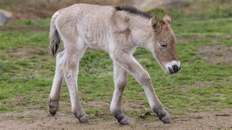 Zoo Celebrates Birth of Extremely Rare Przewalski’s Horse Foal Previously Extinct in the Wild