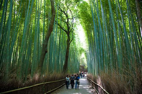 Bamboo Forest in Sagano, Kyoto, Japan (5) - YourAmazingPlaces.com