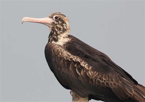 Christmas Island frigatebird (Fregata andrewsi)