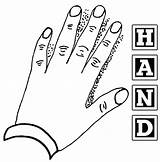 Hand Coloring Pages  Free Printable For Kids sketch template