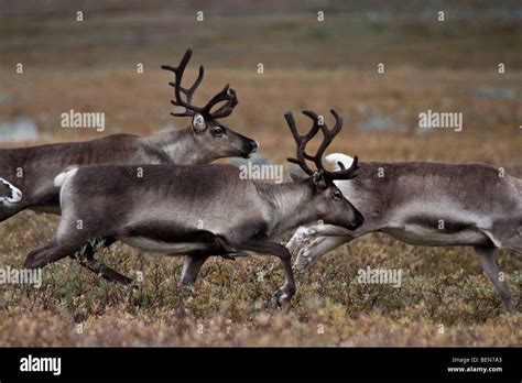 Sarek National Park Stock Photo - Alamy