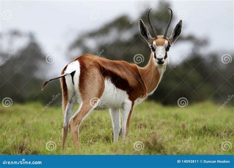 Springbuck Antelope stock image. Image of park, african - 14093811