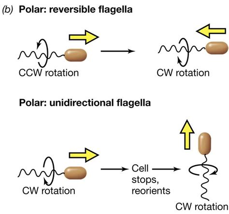 The Mechanism Behind Bacterial/Prokaryotic Motility | hubpages