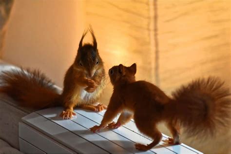 How To Get A Squirrel Out Of Your Wall: Working Tips