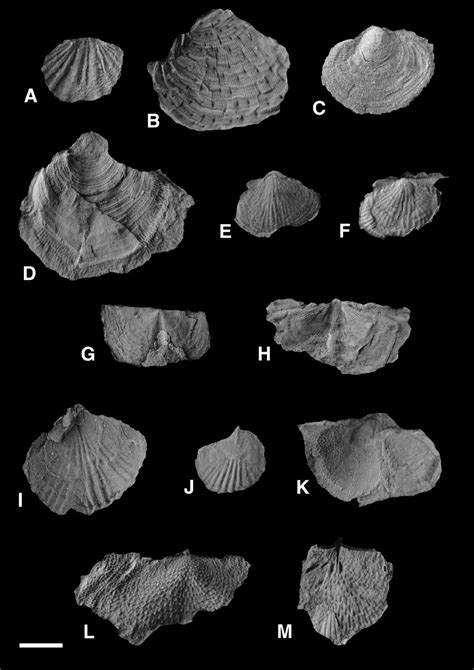 Sciency Thoughts: Evidence for a Middle Permian extinction event from Spitzbergen Island.