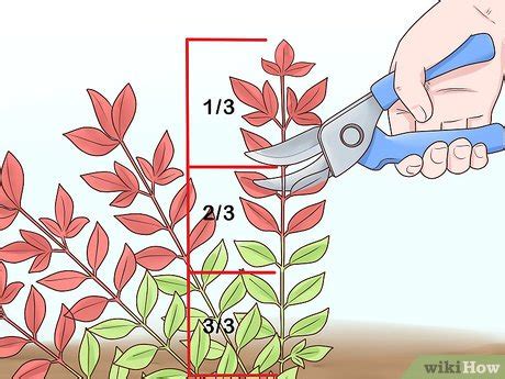 How to Prune Nandinas: 12 Steps (with Pictures) - wikiHow