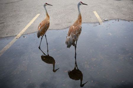 Michigan lawmakers want hunting season for Sandhill cranes - mlive.com