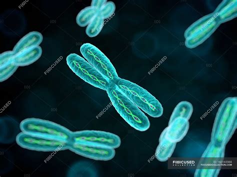 Metaphase chromosome structure — information, purple - Stock Photo | #160165988