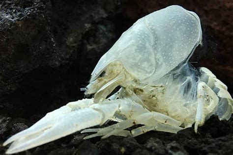 Crayfish and Molting Process - Shrimp and Snail Breeder