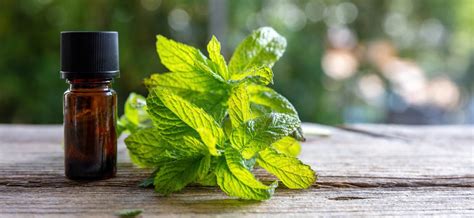 Peppermint Mint Essential Oil on Table, Close Up. Aromatherapy Bloom Herb, Copy Space Stock ...