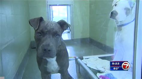 Broward Humane Society, Miami-Dade Animal Services offering pet adoption discounts - WSVN 7News ...