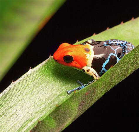 Fantastic Red Headed Poison Dart Frog Photograph by Dirk Ercken