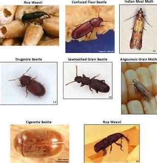 Pest Identification: Pantry Pest Identification