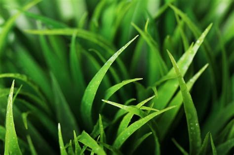 Free Photo | Close up of green grass