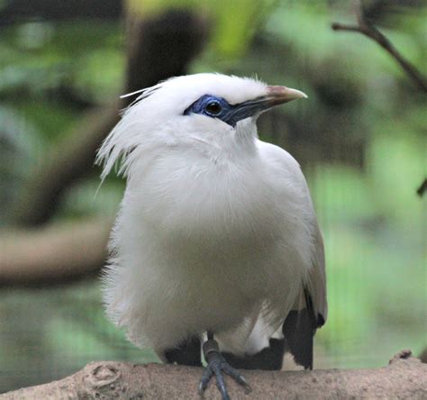 endangered bird | Hangin' in Singapore