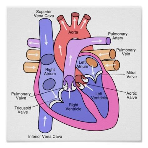 Human Heart Poster | Zazzle | Anatomia cardiaca, Anatomia y fisiologia ...