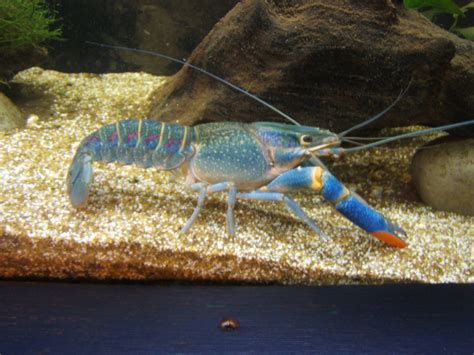 Red Claw Crayfish (Cherax quadricarinatus) - ZooChat