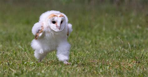 Cute Fluffy Baby Owls