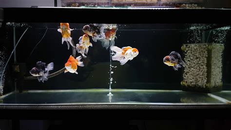 Oranda Goldfish Tank - YouTube