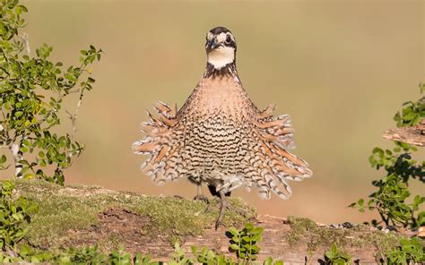 Images Of Bobwhite Quail : 1024 x 768 jpeg 288 кб. - img-level