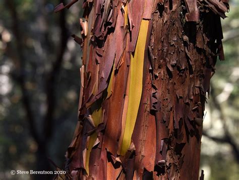 Peeling bark of Madrona tree - Photo Gallery - Anacortes Today