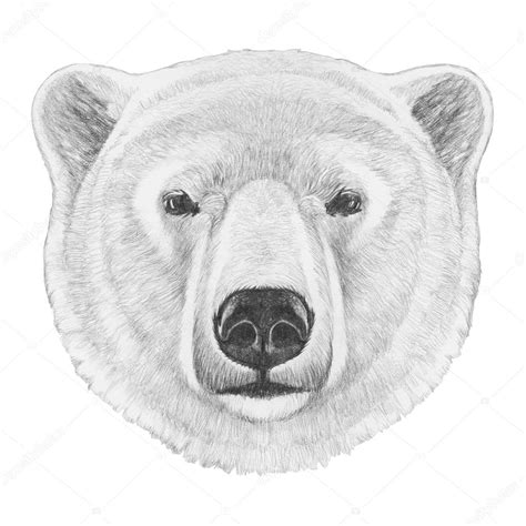 Portrait of Polar Bear. — Stock Photo © Victoria_Novak #110612522