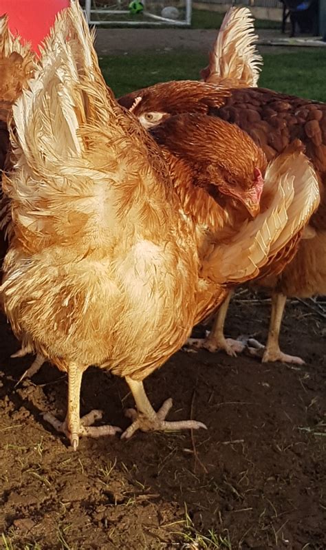 Hybrid For Sale | Chickens | Breed Information | Omlet