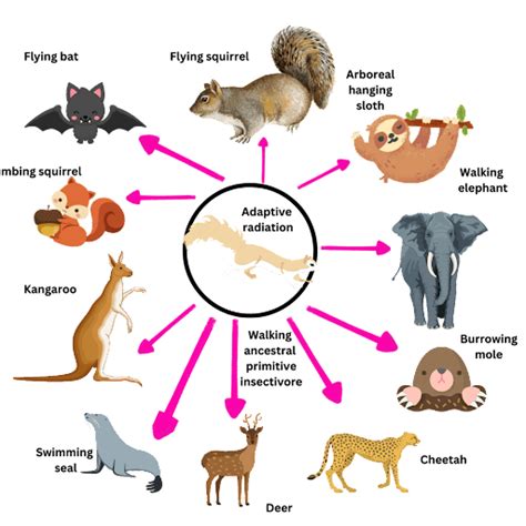 Adaptive Radiation in Mammal