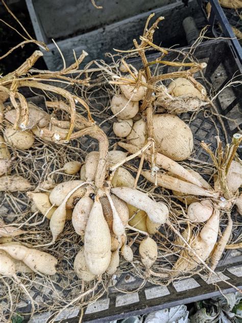 Storing Dahlia Tubers for Winter - The Martha Stewart Blog