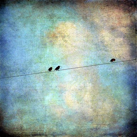 Birds On a Wire Digital Art by Cassie Peters - Fine Art America