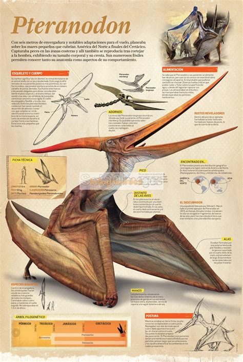 Infografía Pteranodon | Infographics90