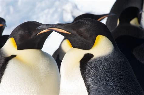 Charming Chick Photos: Antarctica's Baby Penguins | Live Science