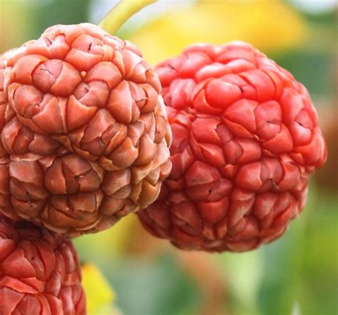 10 Unique Fruits That Start With the Letter Z